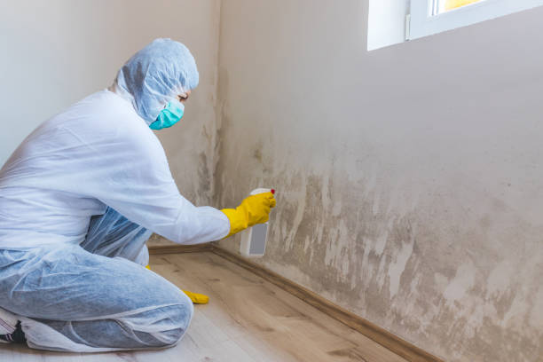Licensed Black Mold Removal service in Chester, NY - WQB Mold Removal