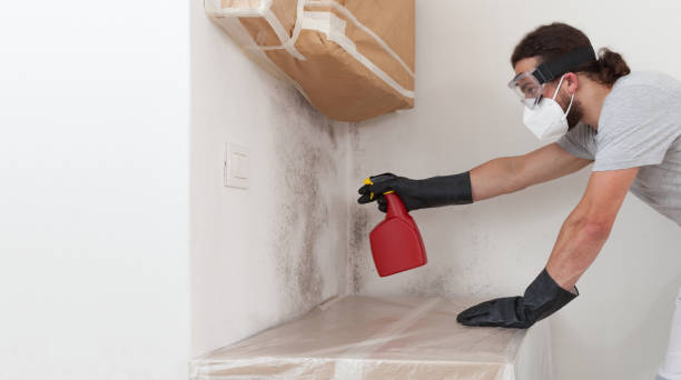 Professional Black Mold Removal technician working in Chester, NY